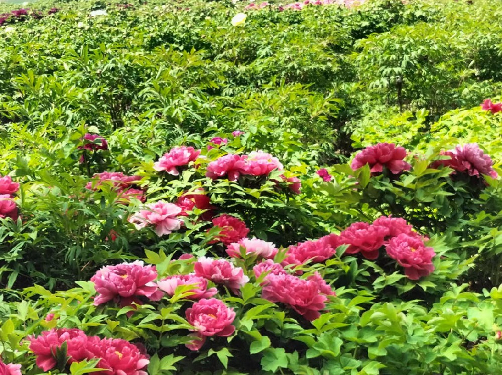 牡丹芍药种植基地