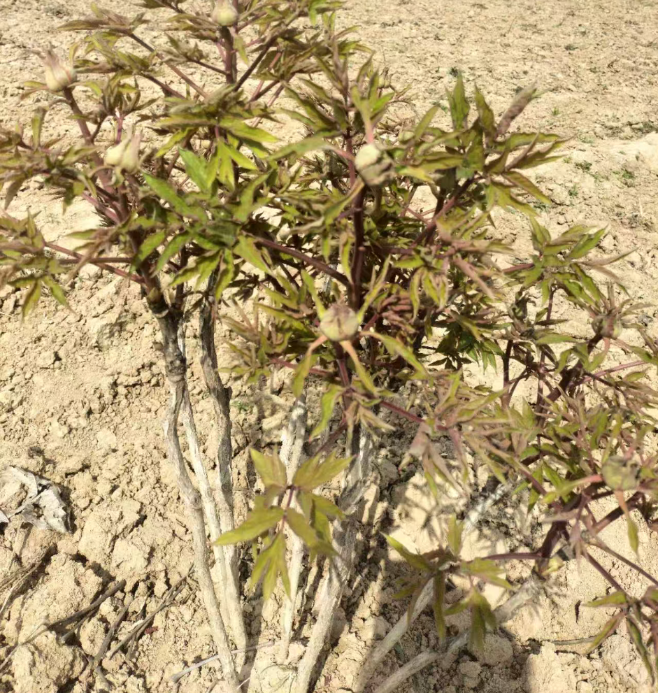 如何区分牡丹和芍药？茎干 / 叶片 / 花型 / 花期全解析