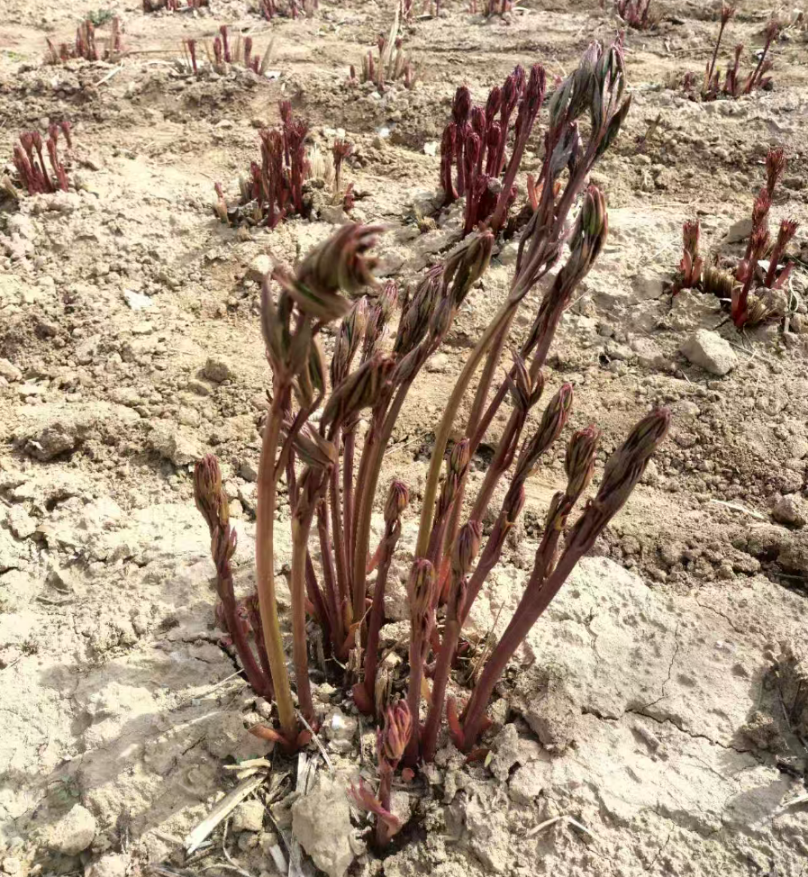 芍药-菏泽铭基牡丹芍药种植基地实拍