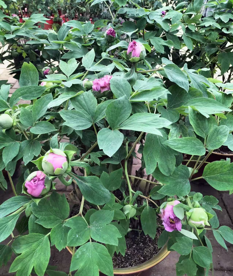 延长牡丹花期 5 个技巧：品种搭配 + 遮阴控温，让观赏期延长 20 天