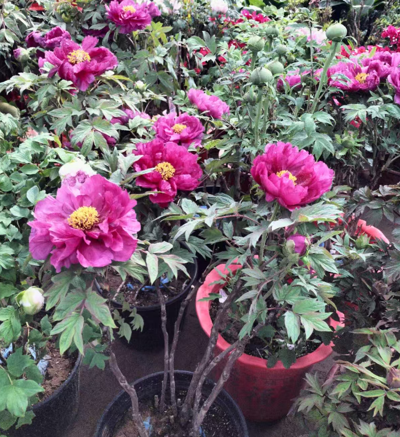 牡丹可以盆栽吗？盆栽牡丹花期延长的 5 个核心方法