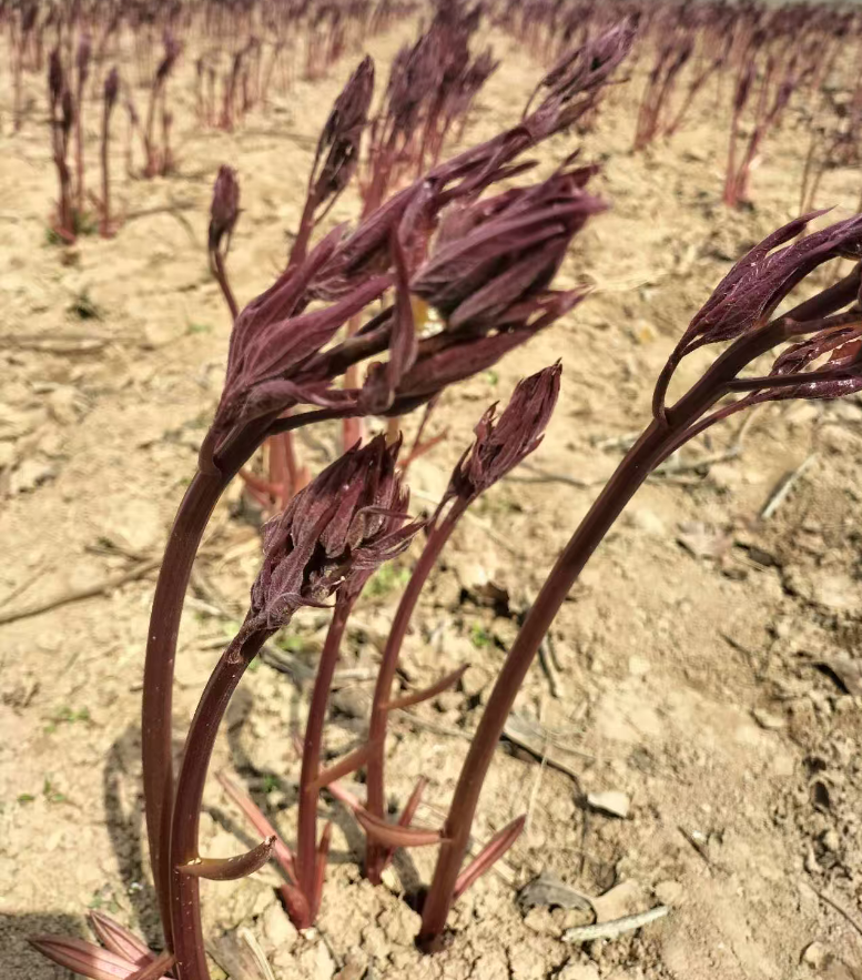 芍药种植后几年开花？5 个芽点壮苗，开花率提升 95%