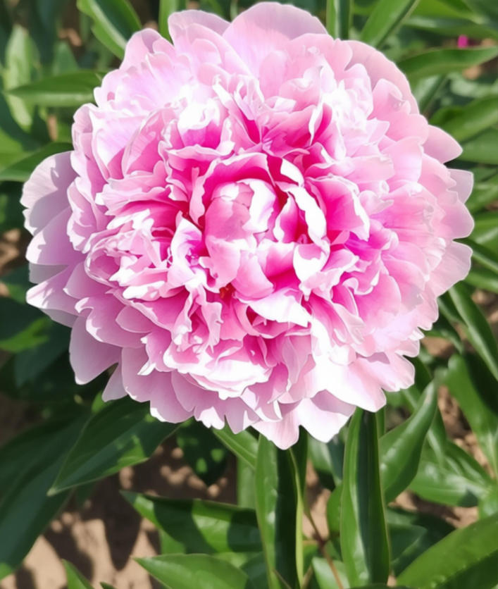 莎拉芍药盛开状态