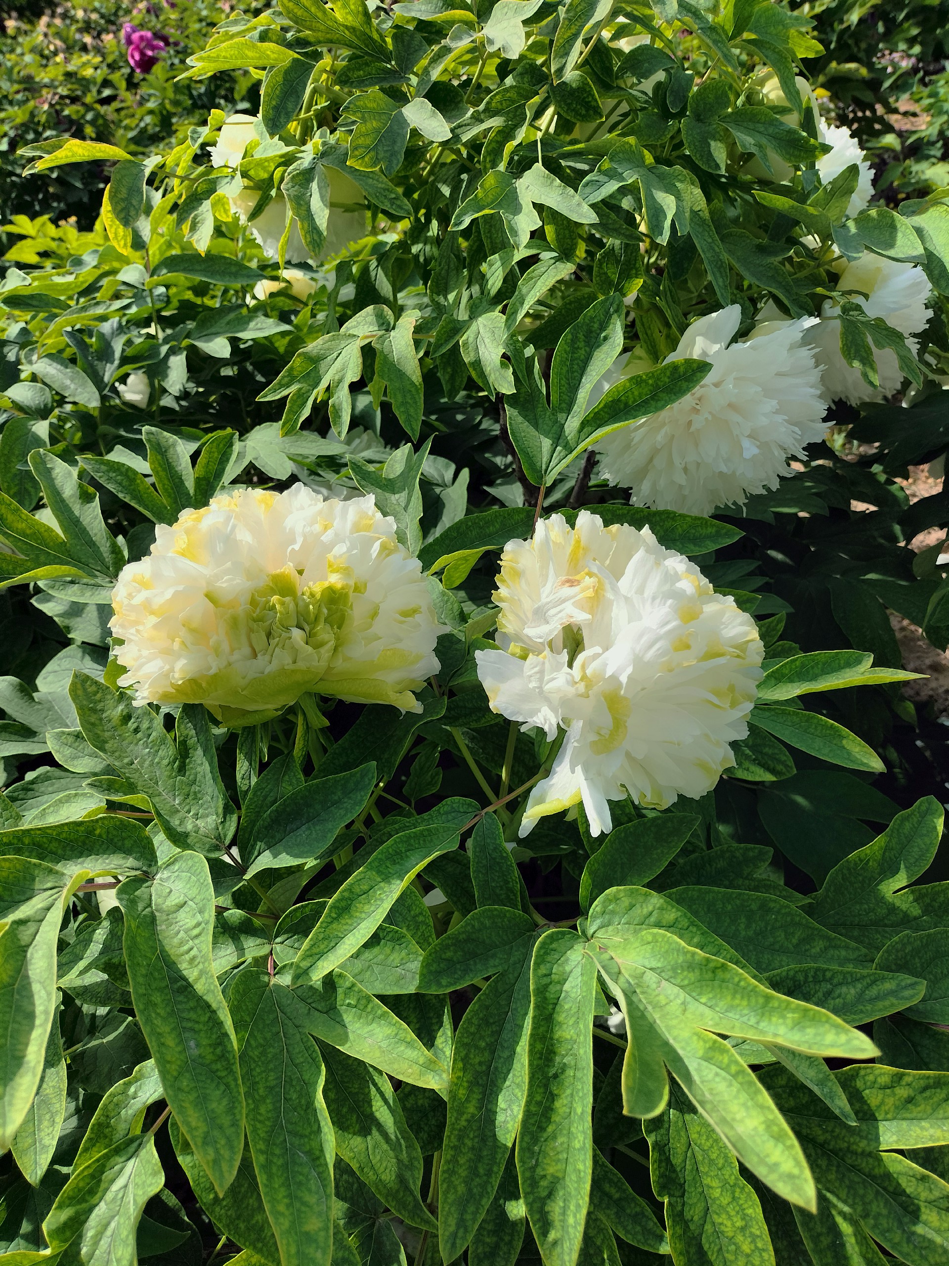 绿幕隐玉牡丹_菏泽铭基牡丹基地实拍