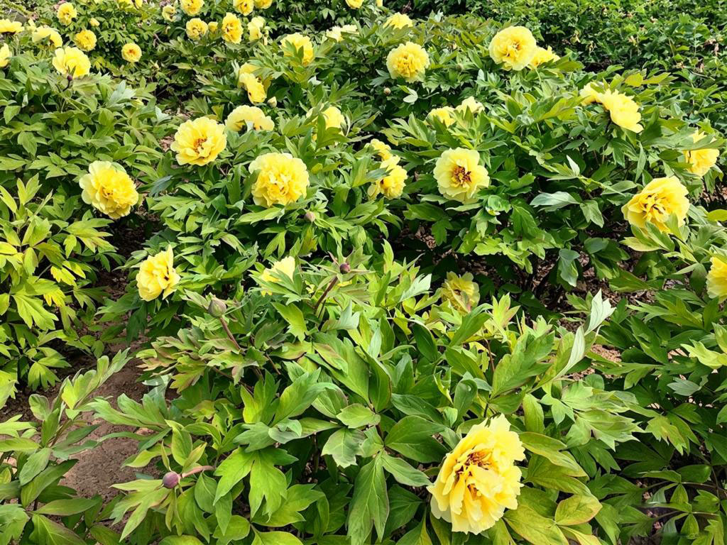 菏泽铭基牡丹基地实拍_海黄牡丹