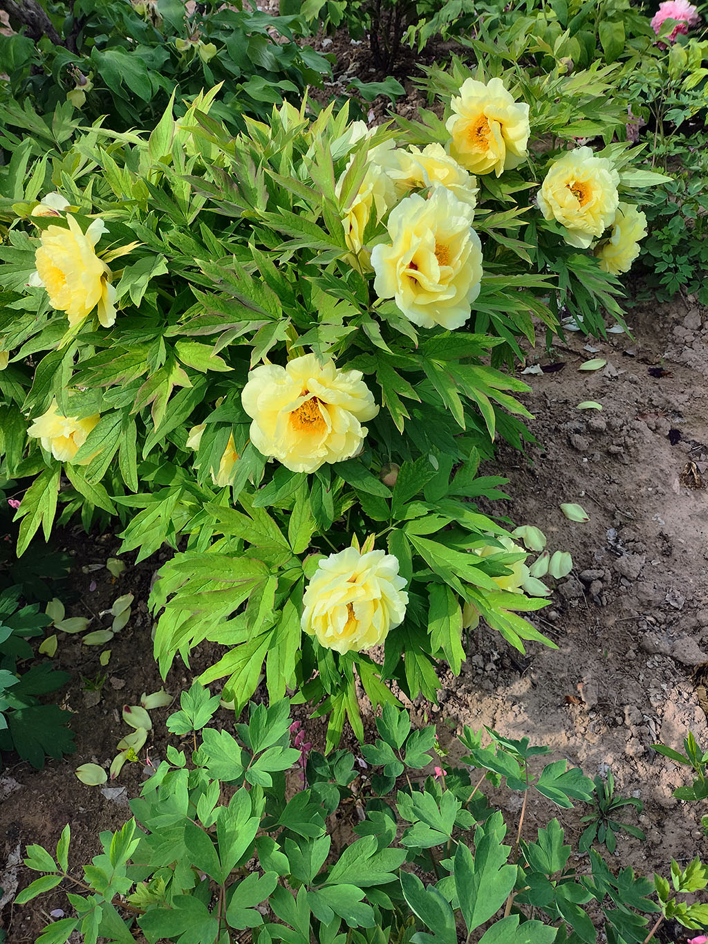 海黄牡丹开花后期