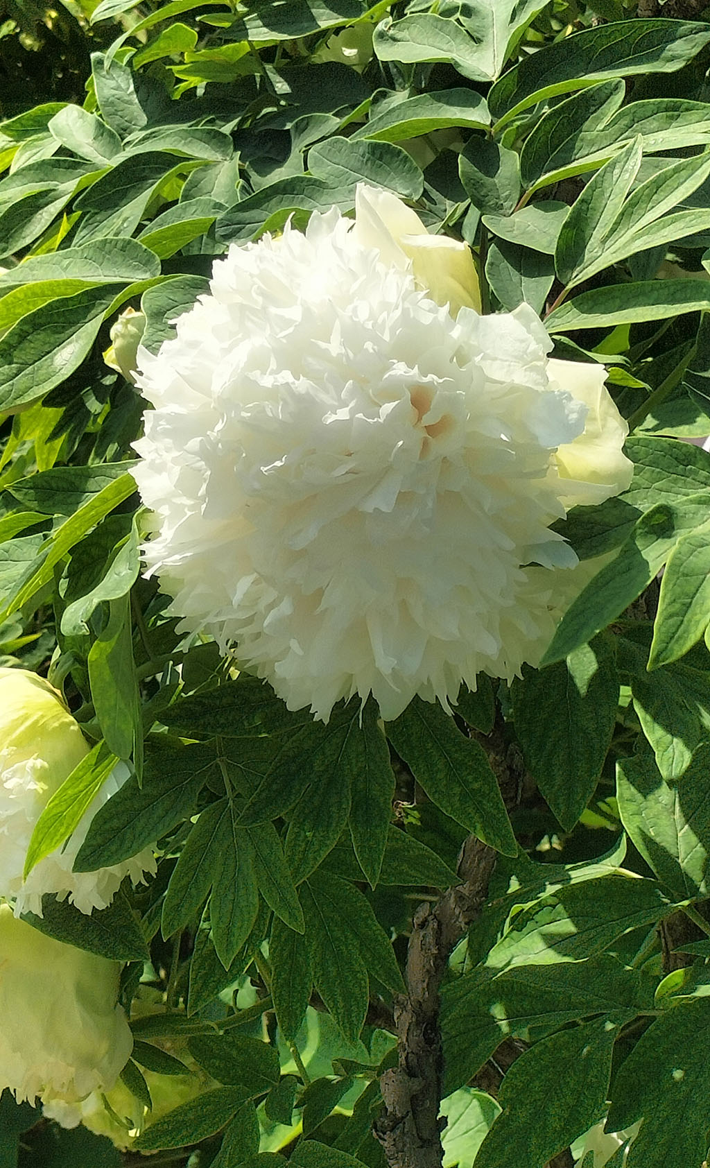 绿幕隐玉牡丹_盛开状态