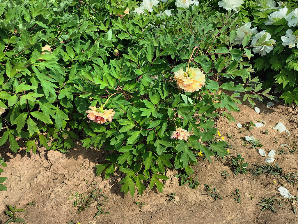 金阁牡丹_开花后期图