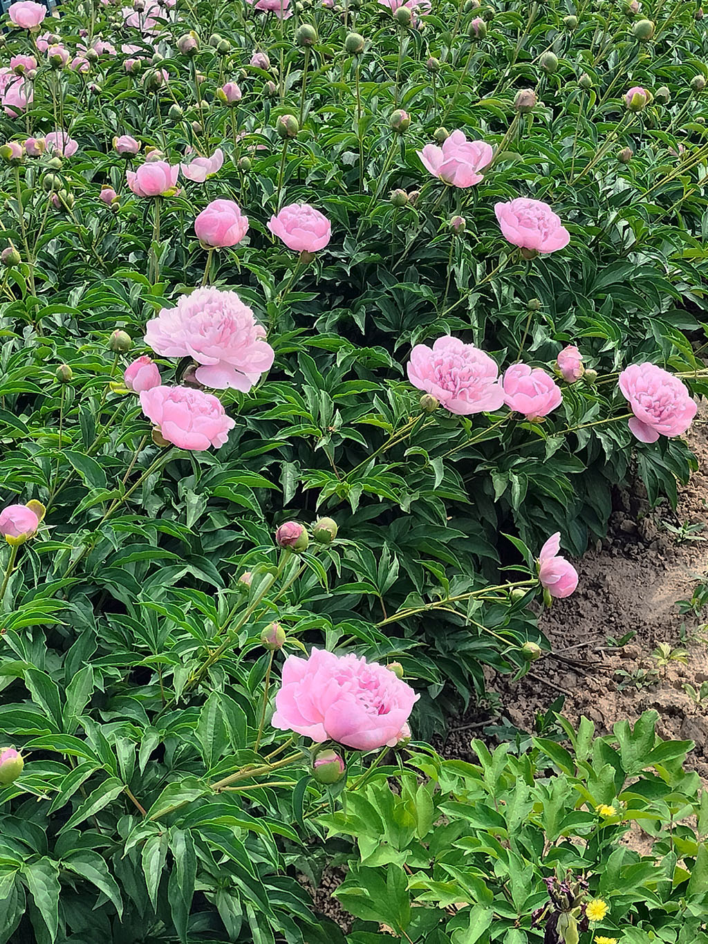 铭基芍药基地_富士蓝芍药