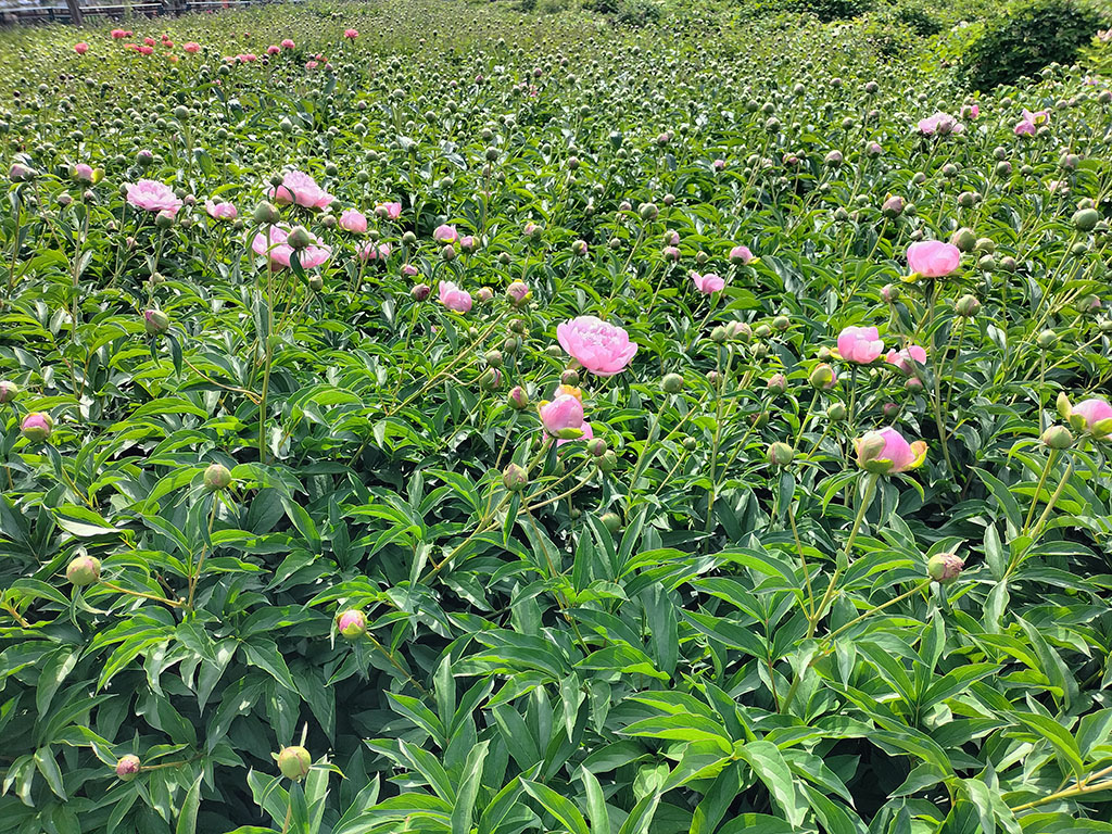 富士蓝鲜切花_基地实拍