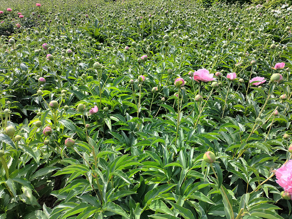 富士蓝鲜切花基地实景