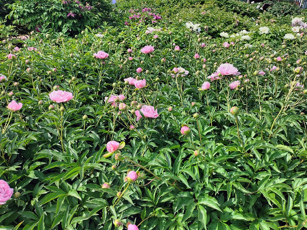 富士蓝芍药鲜切花