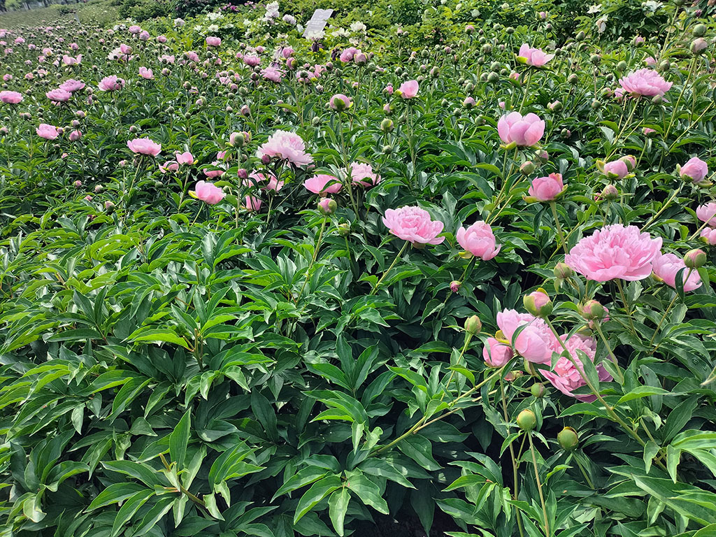 富士蓝芍药鲜切花基地图片