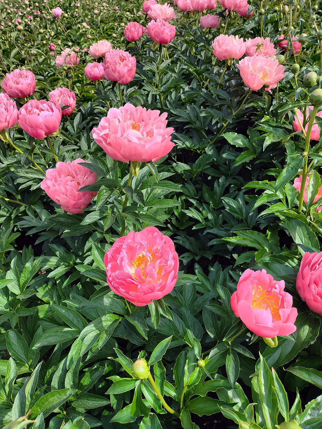 铭基芍药基地的落日珊瑚芍药