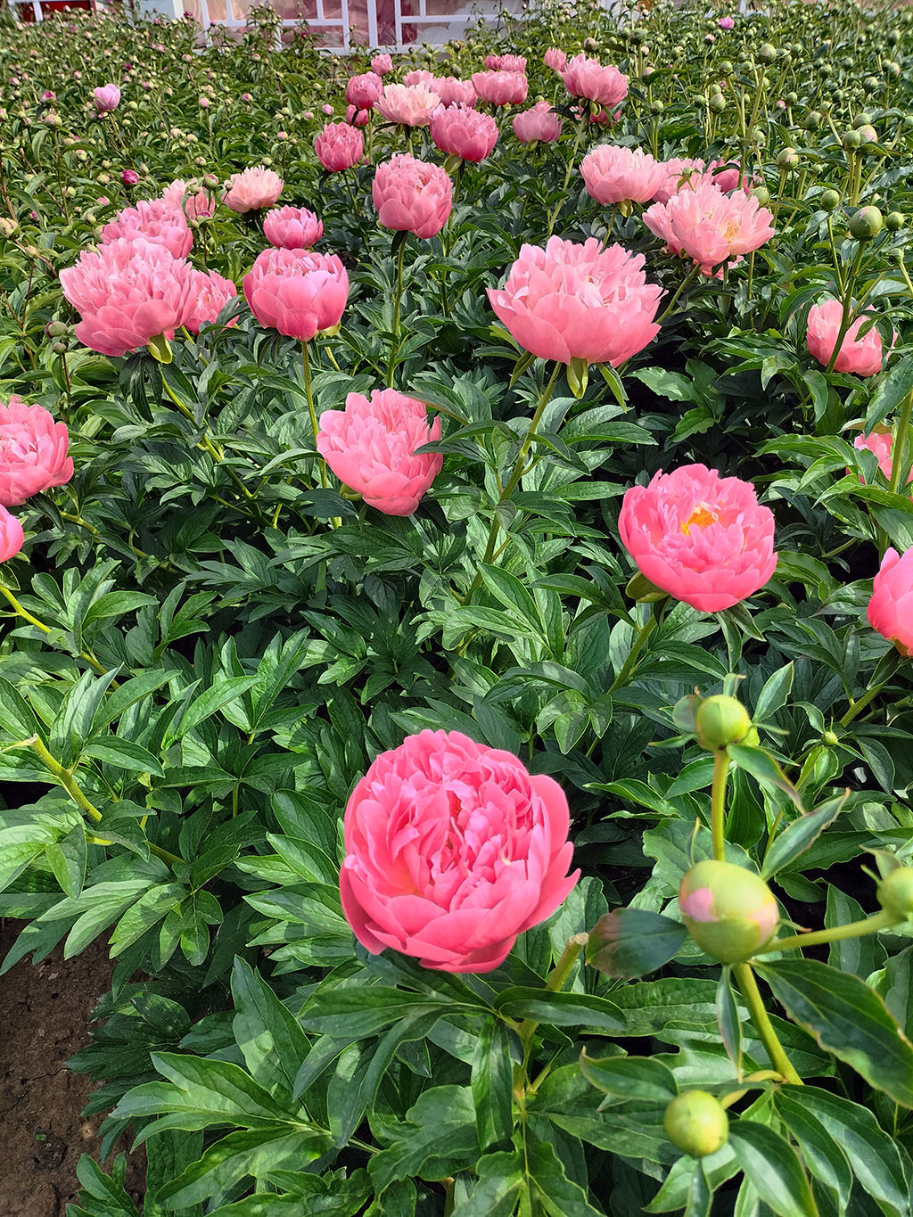 落日珊瑚芍药实拍图片