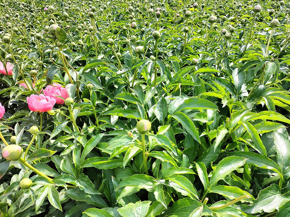 落日珊瑚芍药鲜切花