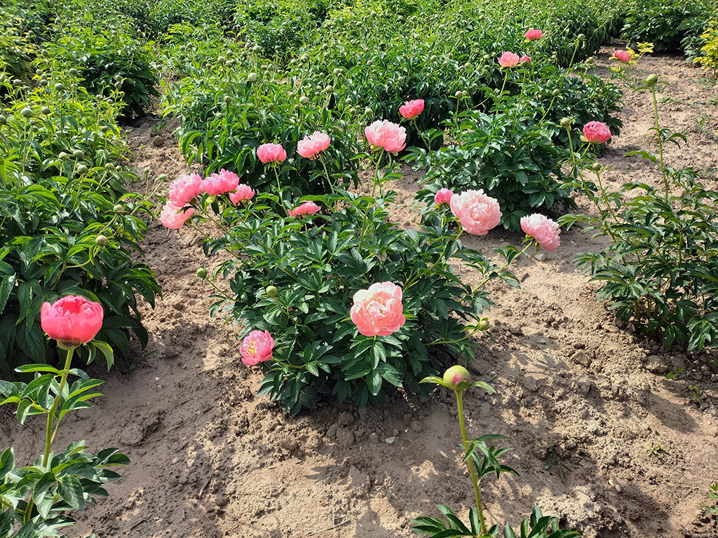 落日珊瑚芍药实拍