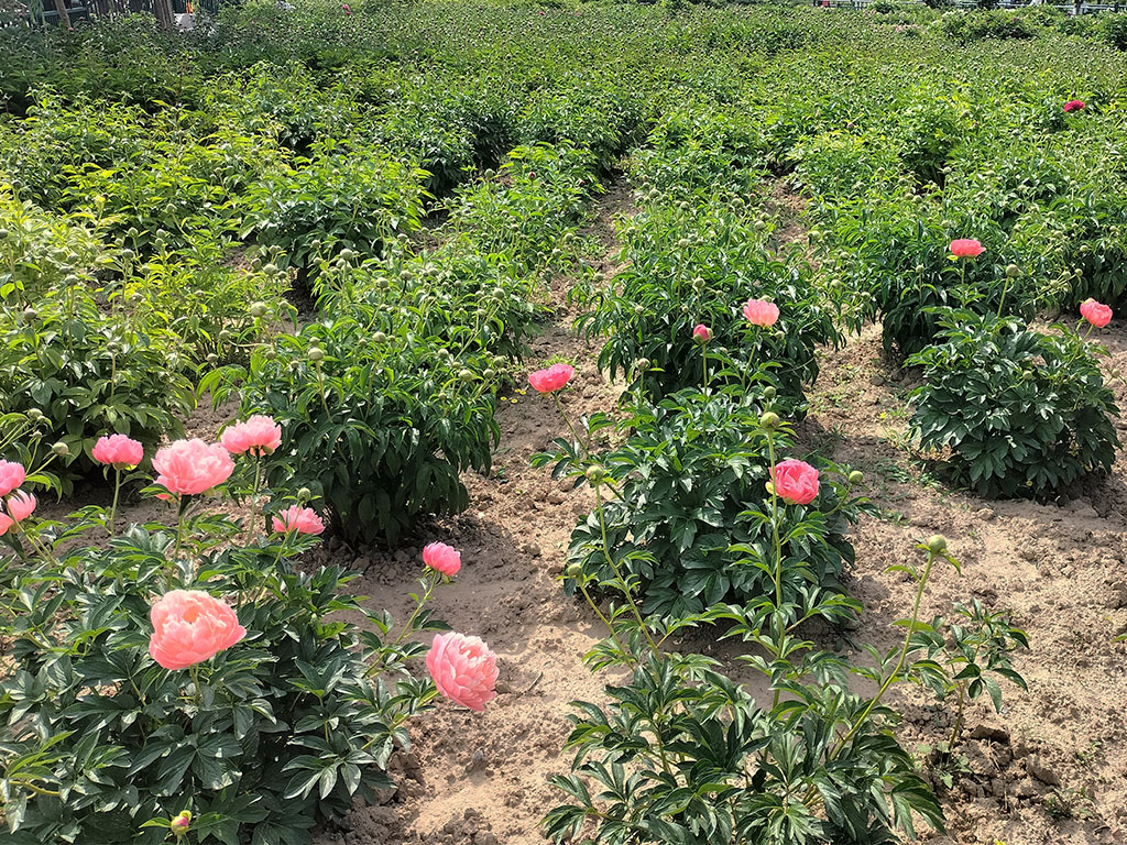 菏泽铭基芍药基地的落日珊瑚芍药