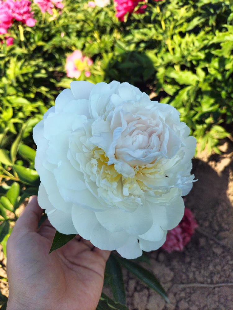 羞涩女王芍药 菏泽铭基牡丹芍药种植基地实拍图
