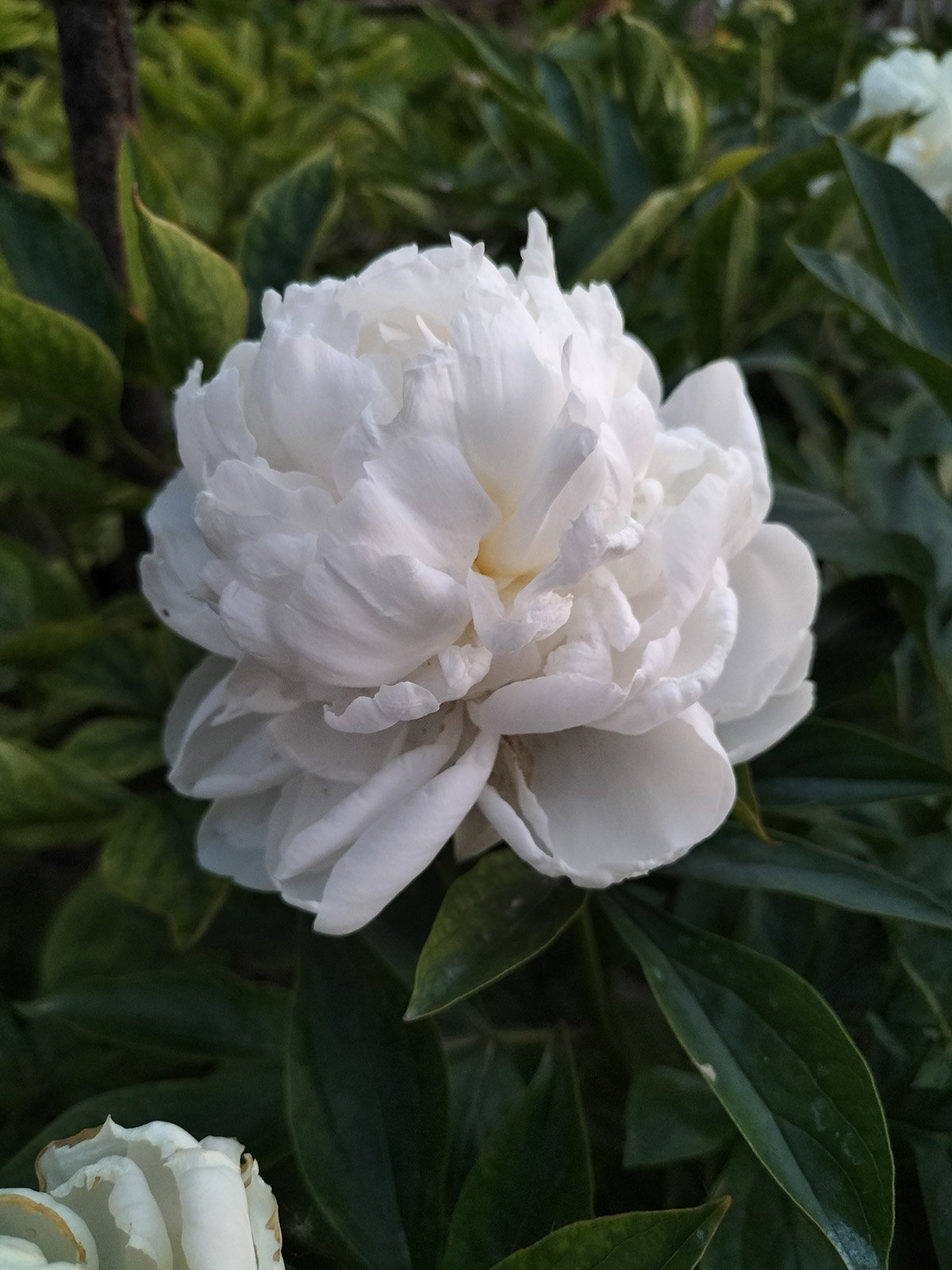 菏泽铭基羞涩女王芍药整株开花全貌 粉白黄三色渐变重瓣芍药