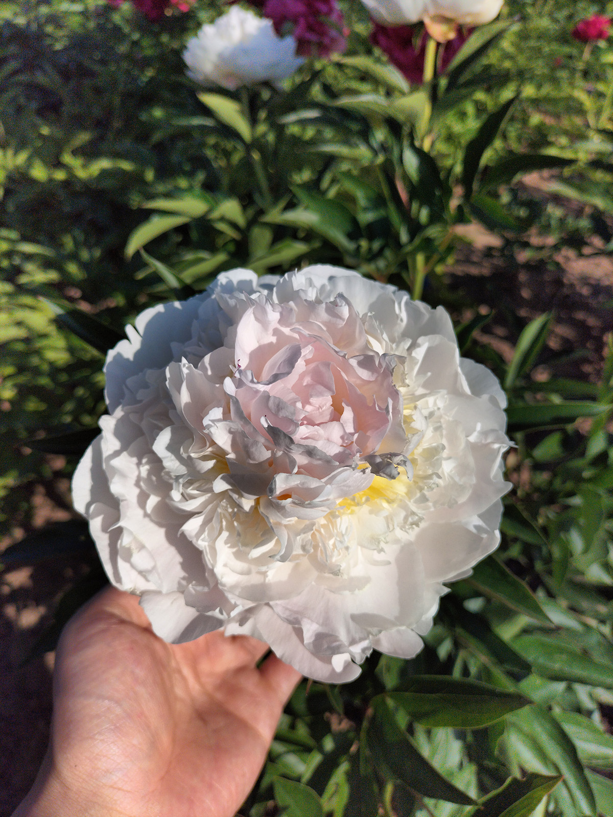 菏泽铭基羞涩女王芍药鲜切花 高端花艺婚庆花束常用花材