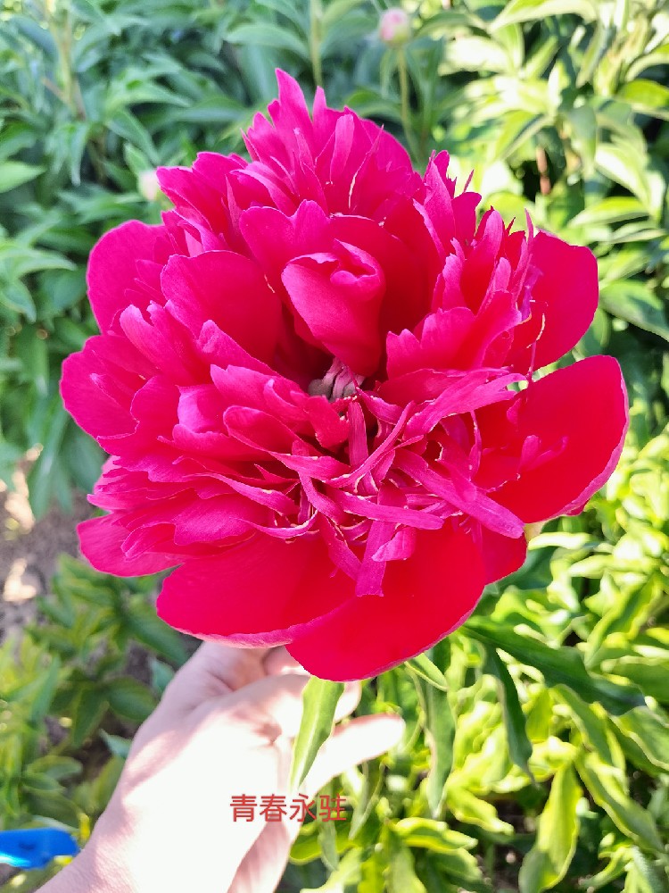 青春永驻芍药 菏泽铭基牡丹芍药种植基地实拍图