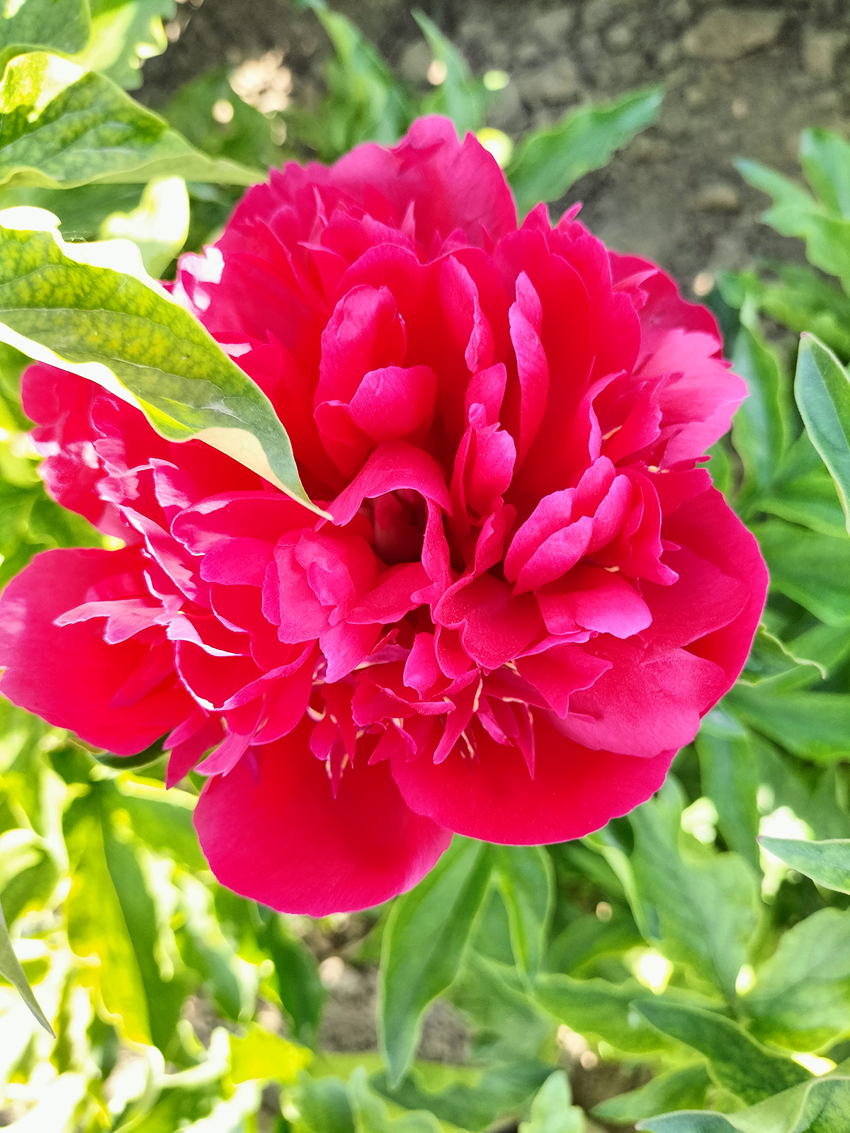 菏泽铭基青春永驻芍药花朵特写 皇冠型大花浓香进口观赏芍药