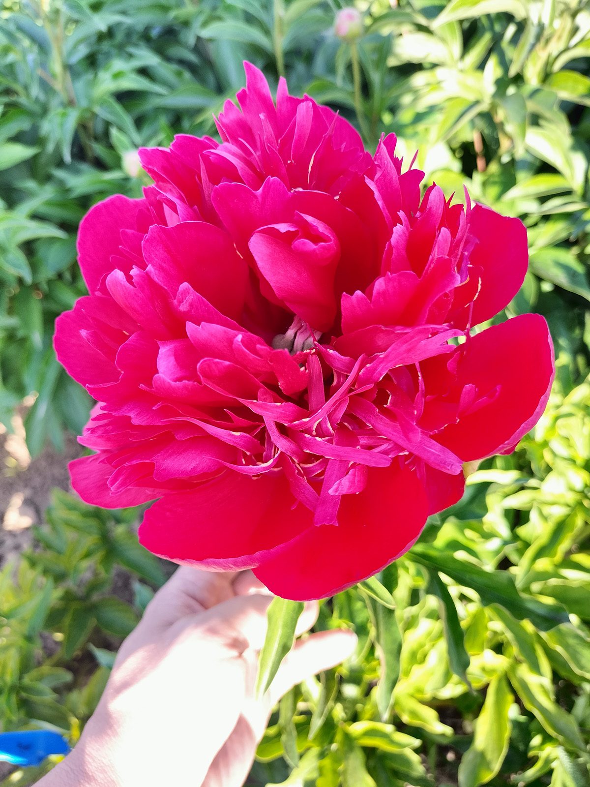 菏泽铭基青春永驻芍药庭院地栽实景 园林绿化造景芍药品种