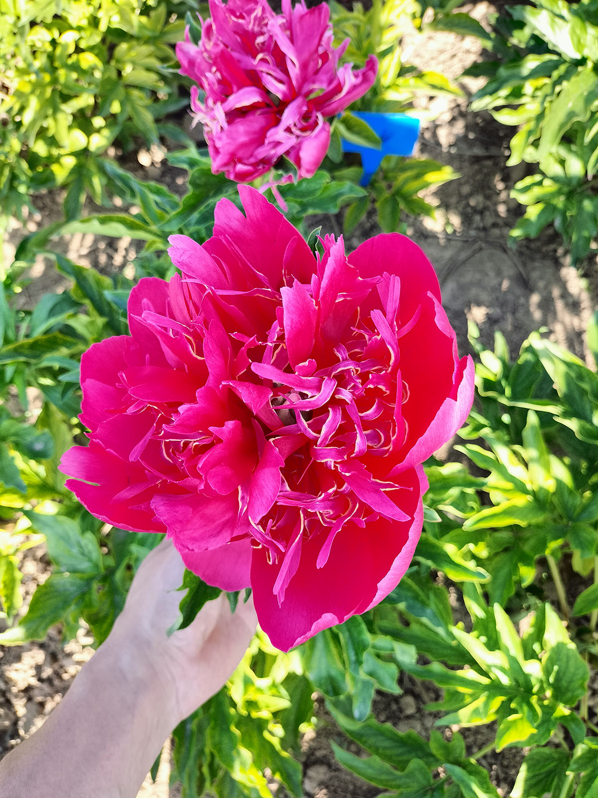 菏泽铭基青春永驻芍药整株开花全貌 红色重瓣观赏芍药