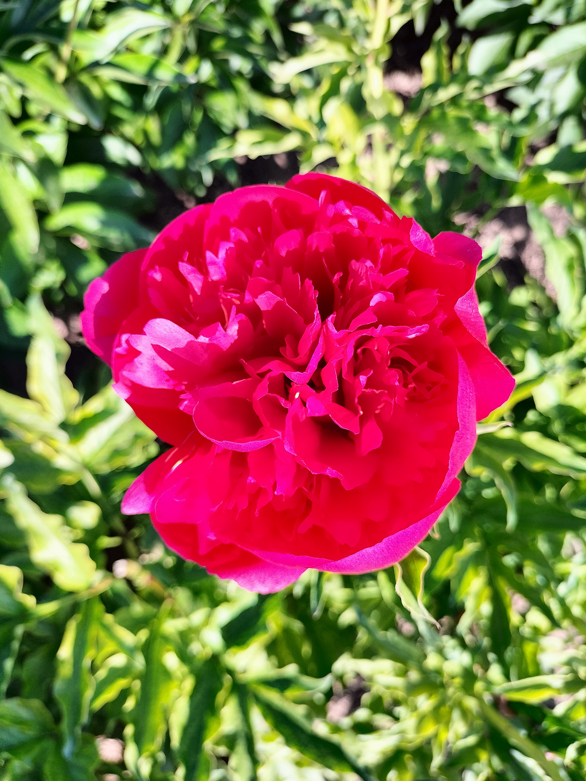 菏泽铭基青春永驻芍药鲜切花 高端花艺婚庆花束常用花材